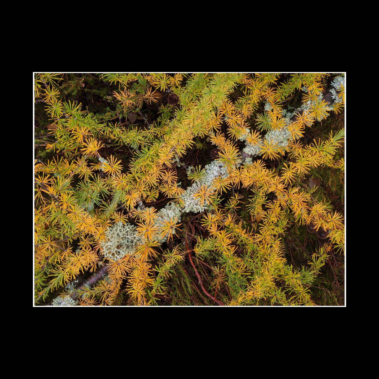 Forest Floor - Fine Art Print