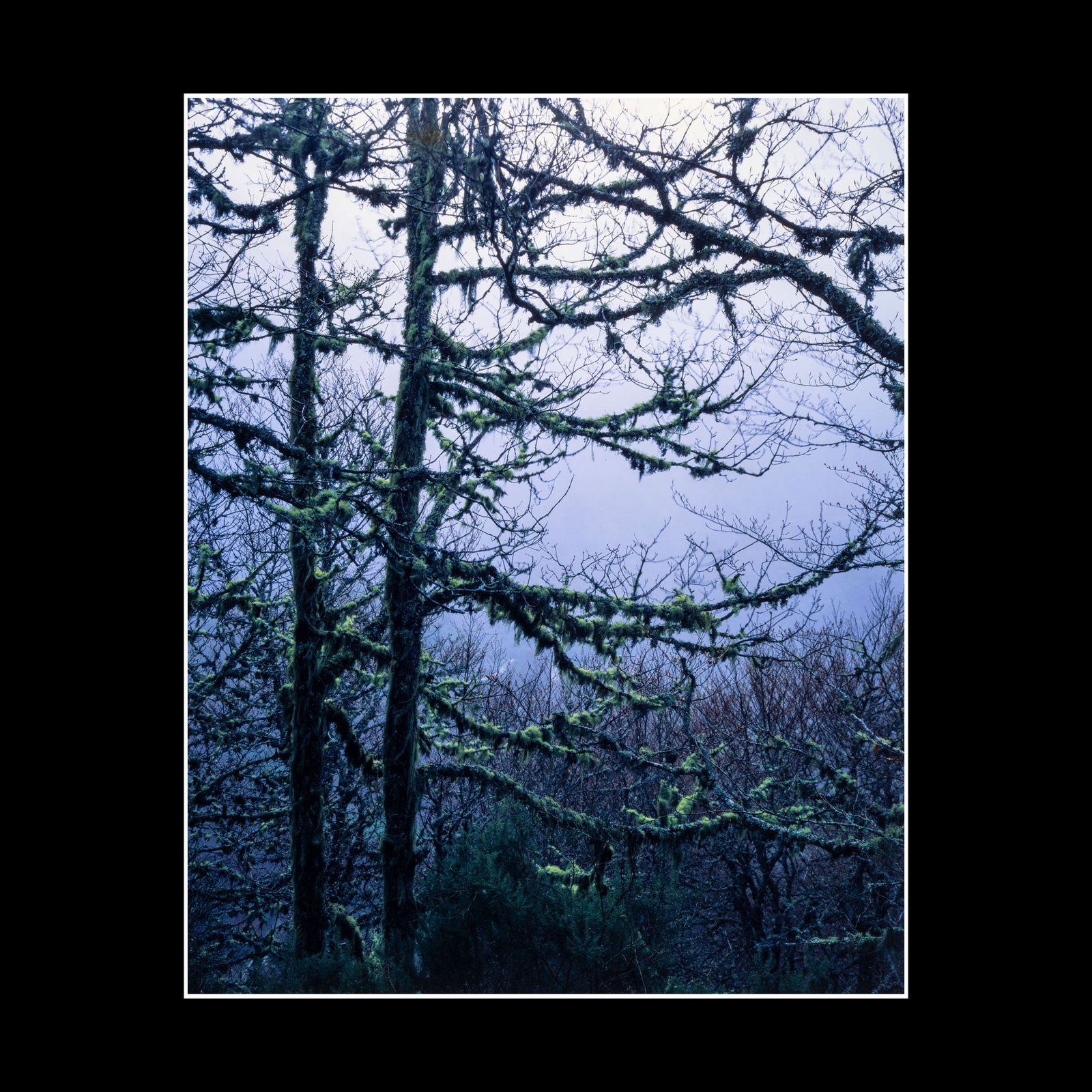 Mossy Trees - Fine Art Print